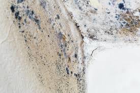 Why You Should Choose Our Mold Remediation Services in Oakton, VA